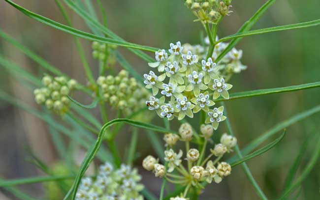 Asclepias subverticillata, Horsetail Milkweed, Southwest Desert Flora